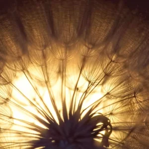 Transmissions from Sothis: Oneness and Individuation